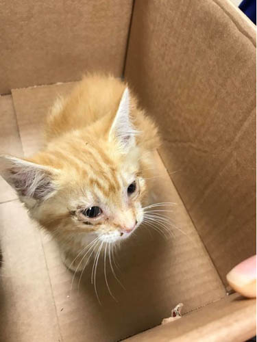 One of the kittens abandoned in Camlough. One of the kittens abandoned in Camlough.