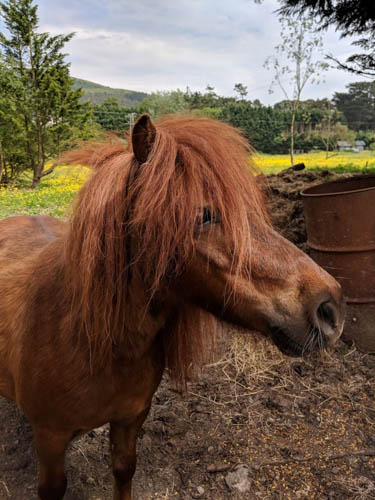 One of the ponies from the petting farm One of the ponies from the petting farm