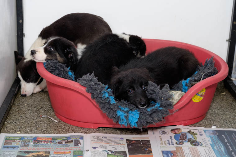 Some of the rescued pups at USPCA in Newry. Photograph: Columba O'Hare/ Newry.ie