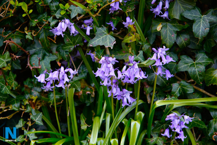 Help sow wildflower seeds in Newry. Photograph: Columba O'Hare/ Newry.ie Help sow wildflower seeds in Newry. Photograph: Columba O'Hare/ Newry.ie