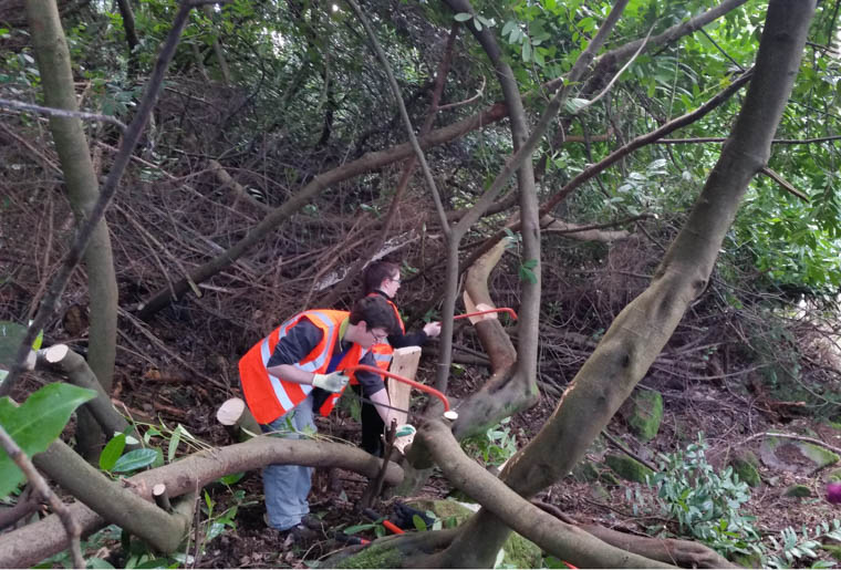 Ring of Gullion volunteers cleaning up Cherry Laurel 