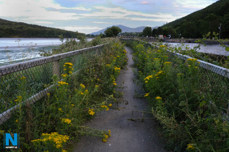 Weeds on the greenway meant it was difficult for people to pass. Photograph: Columba O'Hare/ Newry.ie Weeds on the greenway meant it was difficult for people to pass. Photograph: Columba O'Hare/ Newry.ie