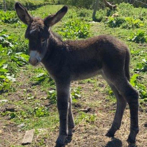 The missing foal. The missing foal.
