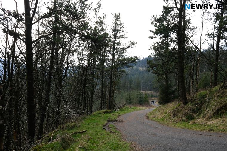 Camlough Forest. Photograph: Columba O'Hare/ Newry.ie 