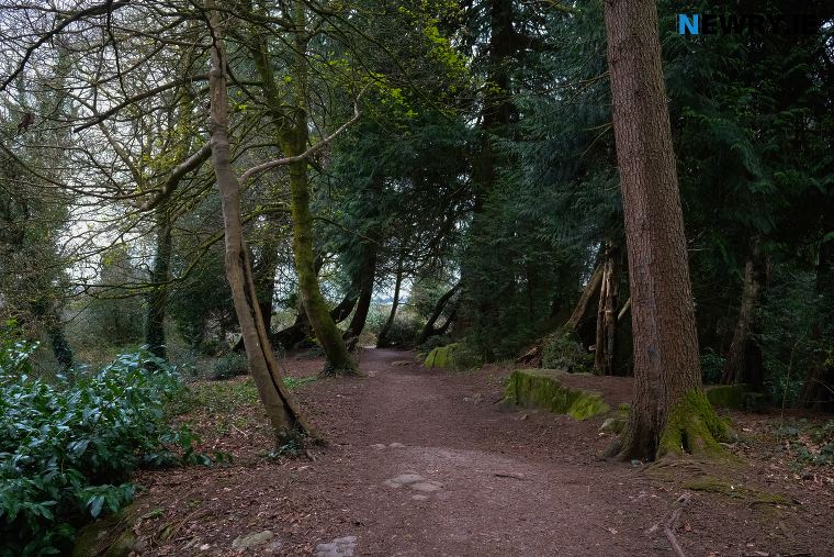 Derrymore Woods. Photograph: Columba O'Hare/ Newry.ie Derrymore Woods. Photograph: Columba O'Hare/ Newry.ie