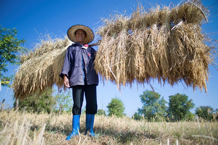 A member of the Organic Jasmine Rice Producer Group (OJRPG), Thailand. 