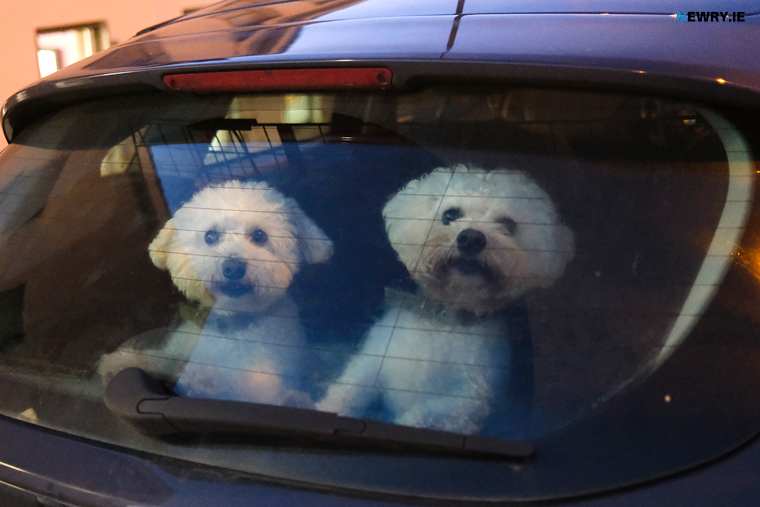 Agriculture Minister Edwin Poots is calling for a Common Travel Area for pets. Photograph: Columba O'Hare/ Newry.ie Agriculture Minister Edwin Poots is calling for a Common Travel Area for pets. Photograph: Columba O'Hare/ Newry.ie