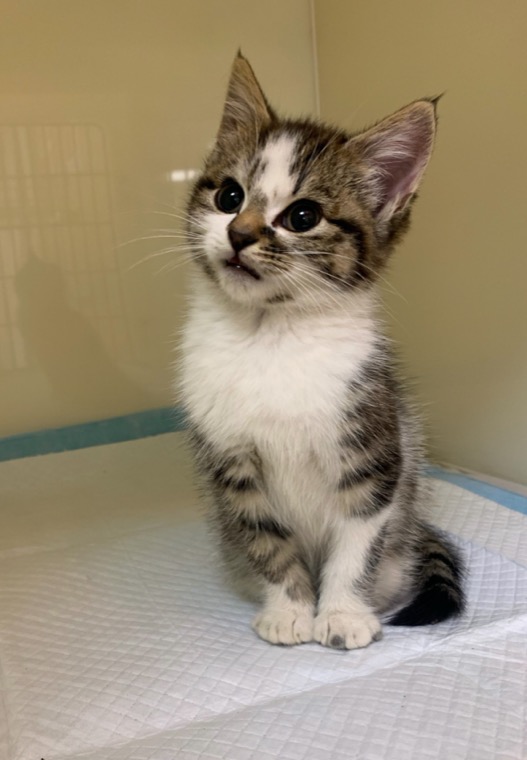 This kitten received extensive injuries after being left at the side of the road. This kitten received extensive injuries after being left at the side of the road.