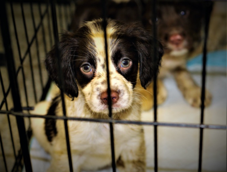 The USPCA are advising against the public getting a pet as a Christmas Present! The USPCA are advising against the public getting a pet as a Christmas Present!