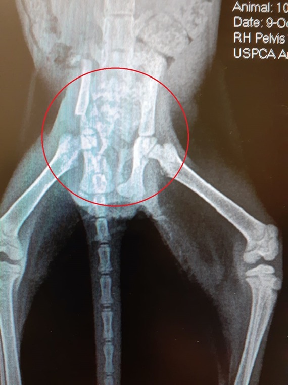 An X ray of the kitten showing a shattered pelvis and a broken leg An X ray of the kitten showing a shattered pelvis and a broken leg