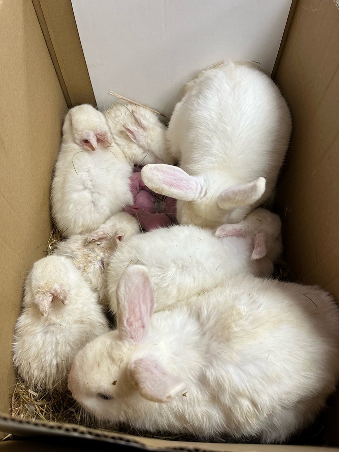 The rabbits abandoned at the roadside.