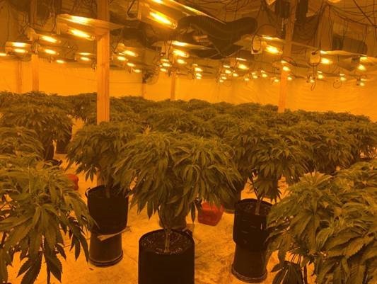 A large number of cannabis plants growing at the facility.