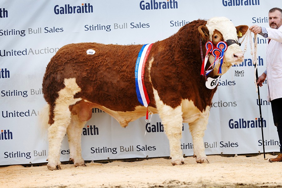 The intermediate and supreme overall Simmental champion Bannhill Farm Masterpiece, exhibited by Alan Wilson, Rathfriland, sold for a top price of 28,000gns at the society’s spring show and sale, held in Stirling. Picture: MacGregor Photography