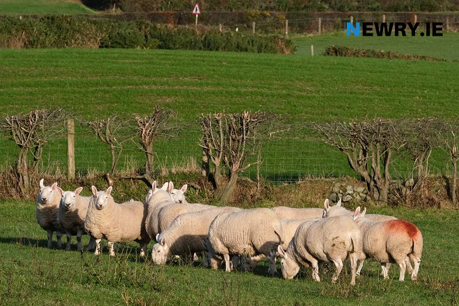 A motion put forward by Cllr Oonagh Magennis calling for more clarity from Government on farmers payments has passed. Photograph: Columba O'Hare/ Newry.ie 