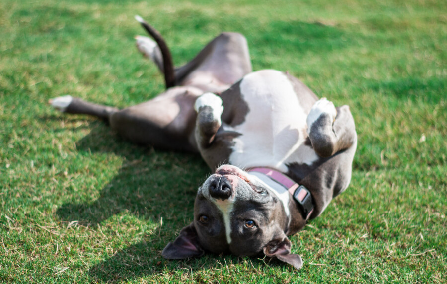 Photograph: Timothy Dachraoui/ UnSplash