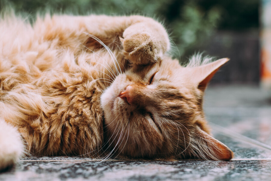 Photograph: Fernandes Ludemeula/ UnSplash