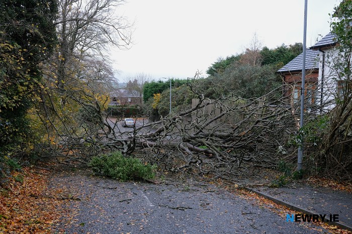 A fallen tree on the Crieve Road in Newry. Photograph: Columba O'Hare/ Newry.ie