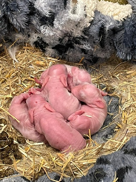 Some of the rabbit kittens found at the roadside