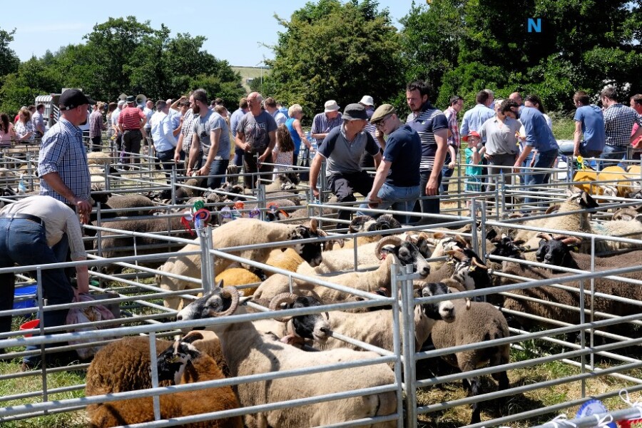 Newry Show 2023 has something for everyone