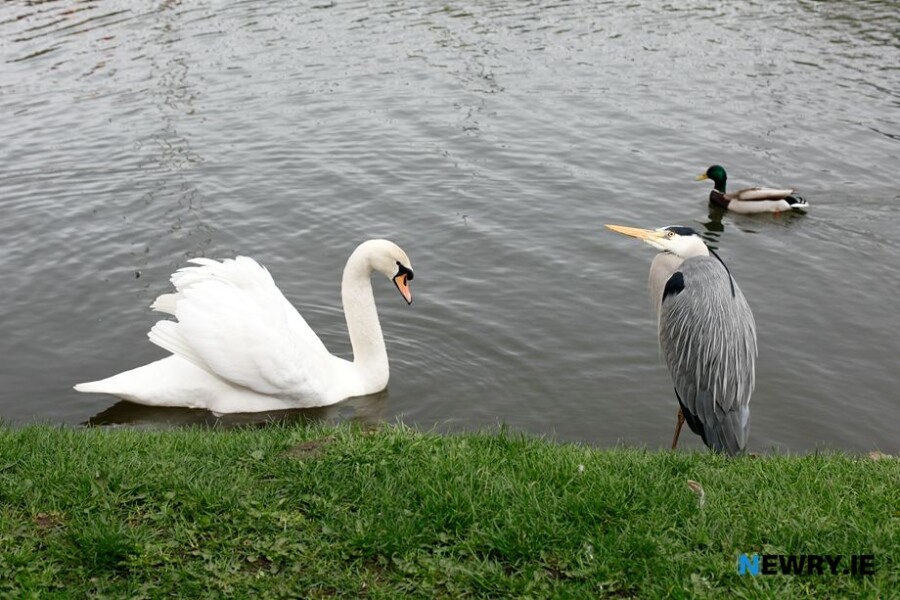 The Department of Agriculture, Environment and Rural Affairs (DAERA) has launched a new digital way for the reporting of dead wild birds. Photograph: Columba O'Hare/ Newry.ie 