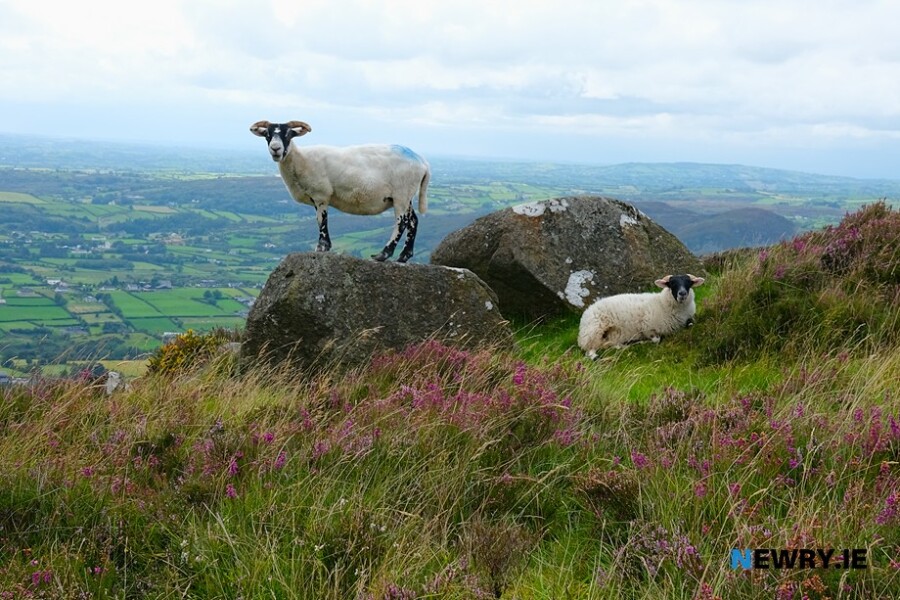 The slopes of Slieve Gullion. Photograph: Columba O'Hare/ Newry.ie 