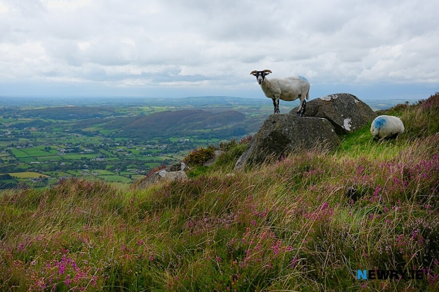 Slieve Gullion Forest Park
