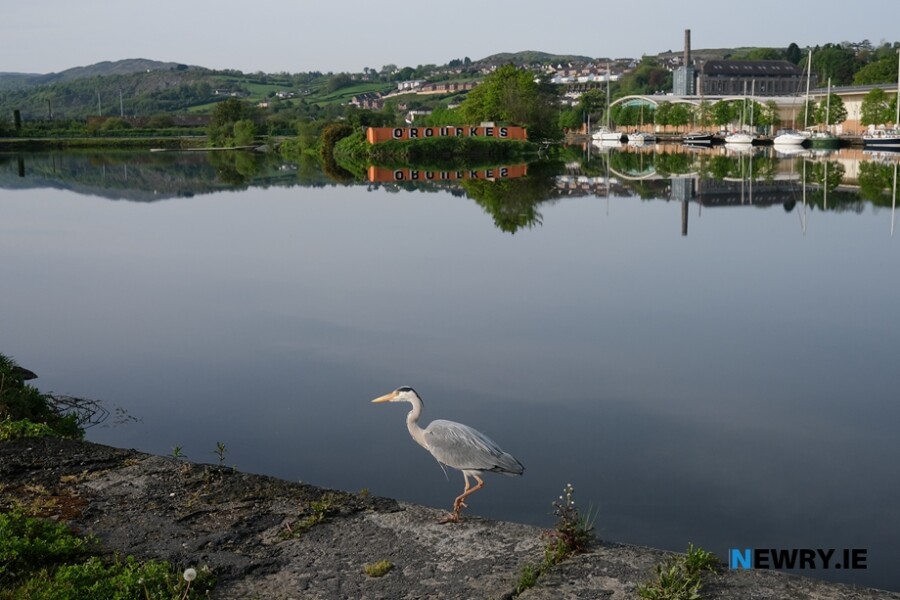 Newry Ship Canal at the Albert Basin. Photograph: Columba O'Hare/ Newry.ie 
