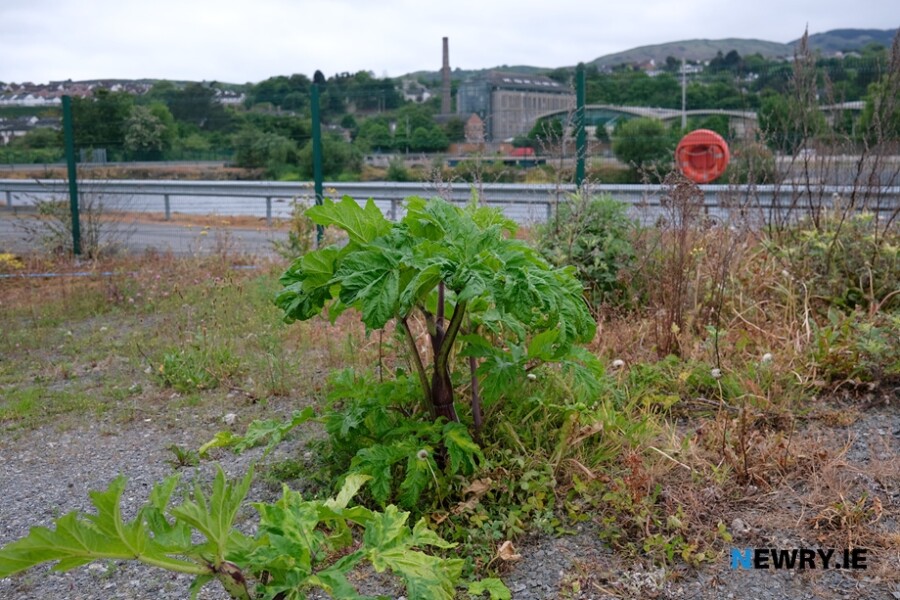 Giant Hogweeds are numerous throughout the Albert Basin site. Photograph: Columba O'Hare/ Newry.ie 