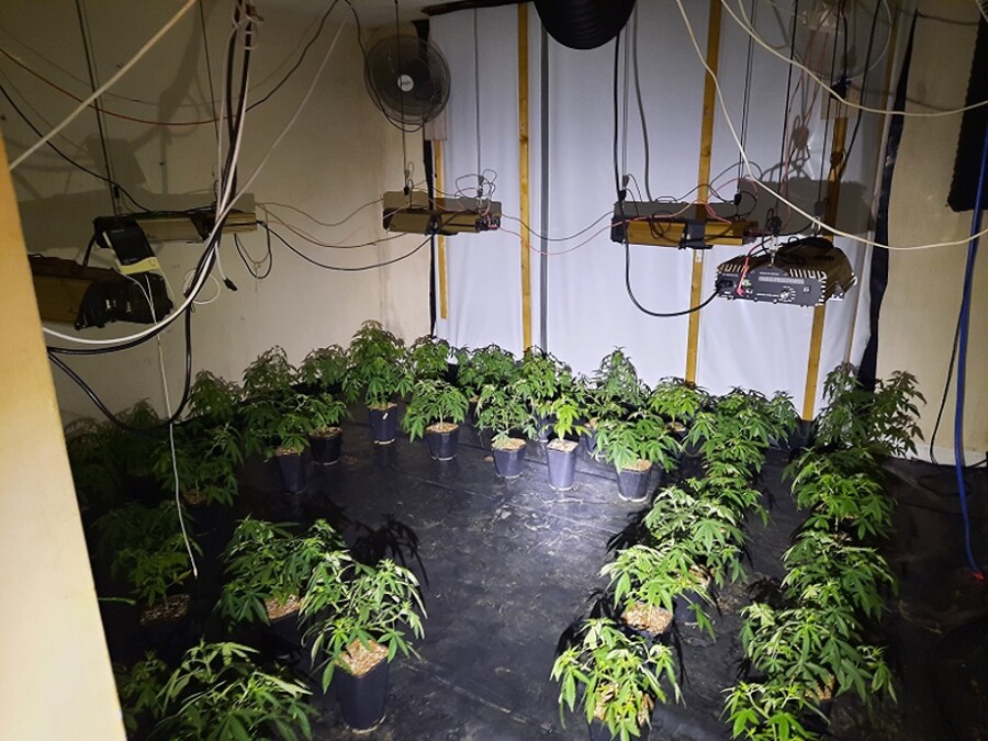 Some of the cannabis plants discovered