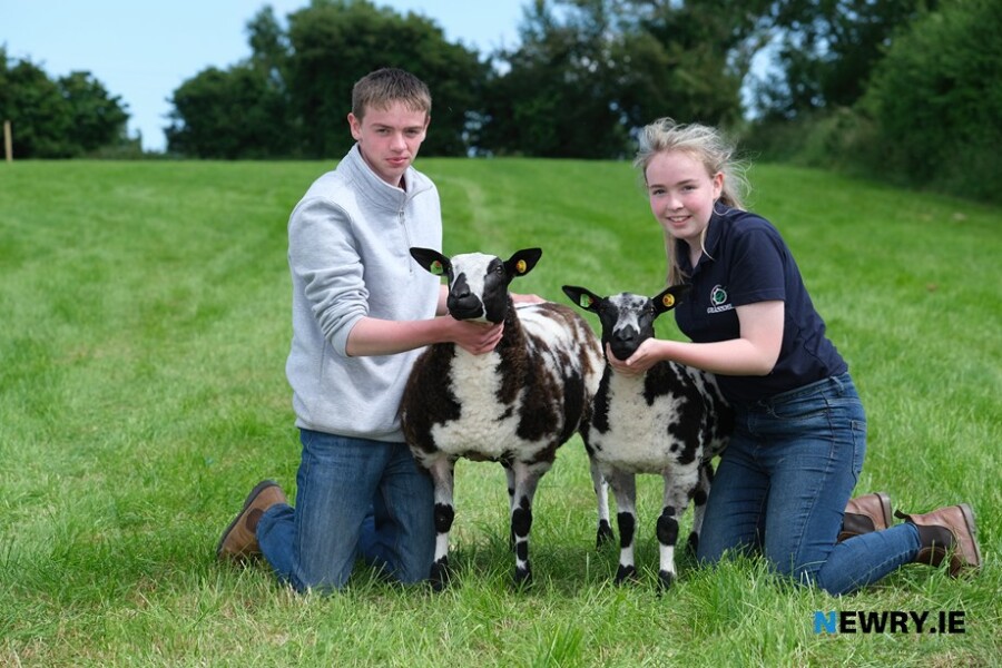 Andrew and Ella Herron, Kingsmills with their Dutch Spotted sheep  at Newry Show. Photograph: Columba O'Hare/ Newry.ie