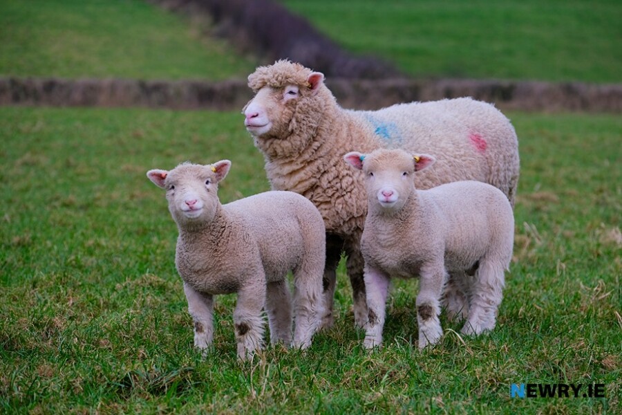 Farm payments have been released today 1 September. Photograph: Columba O'Hare/ Newry.ie 