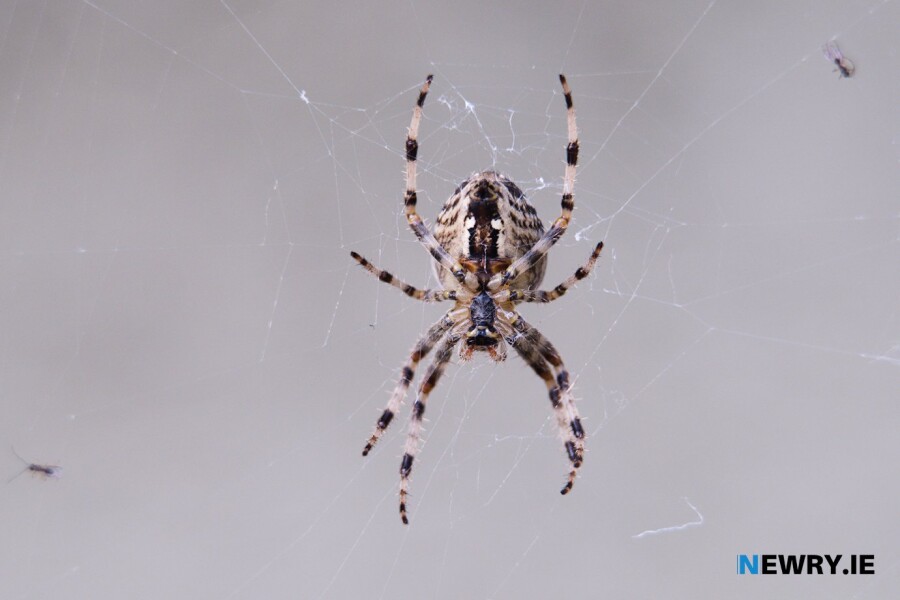 Whatever your phobia, perhaps taking part in a new TV series could help? Photograph: Columba O'Hare/ Newry.ie 
