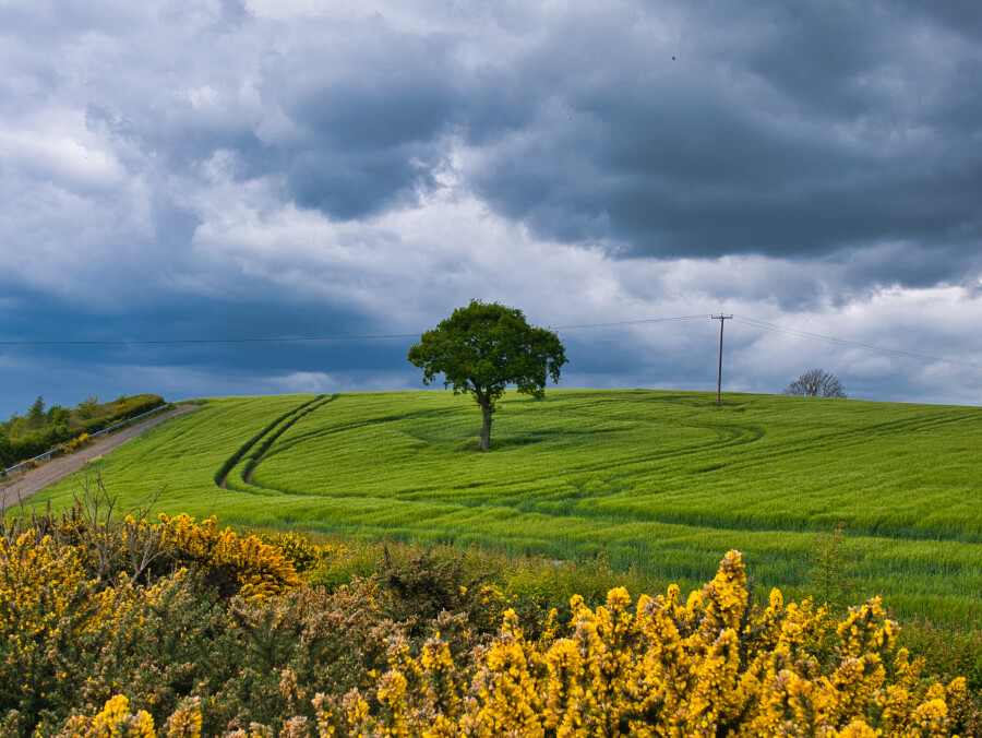 The Fairy Tree Festival takes place in South Armagh this coming Saturday. Photograph: Barry McGee/ UnSplash