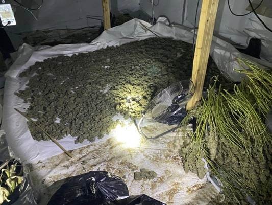 Cannabis plants being processed at the farm.