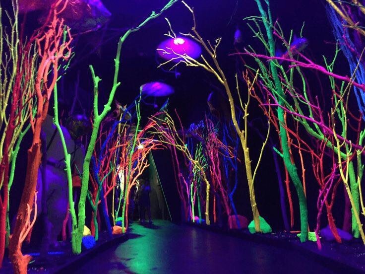 The new Illuminarium at Sticky Fingers.