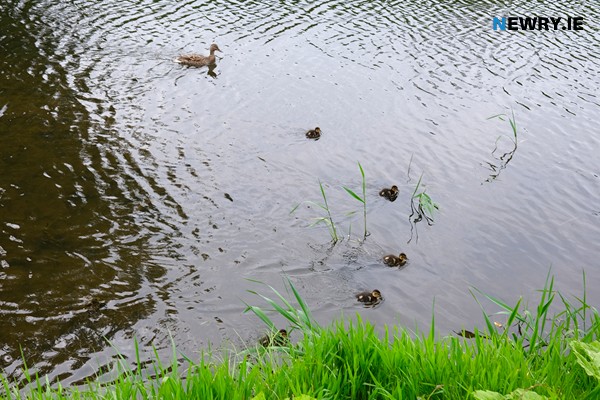 Mother duck and her ducklings - New life returning to the scene of the crime. Photograph: Columba O'Hare/ Newry.ie