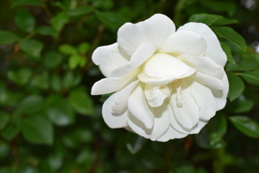 Photograph: Julie Blake Edison/ Unsplash