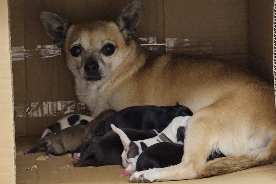 The chihuahua pups and their mum.