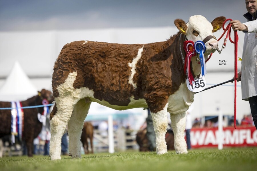 Ranfurly Weikel 52nd topped the joint production sale at 8,000gns. 