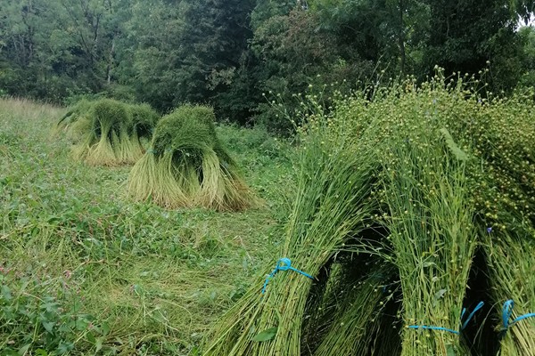 Flax in stooks.