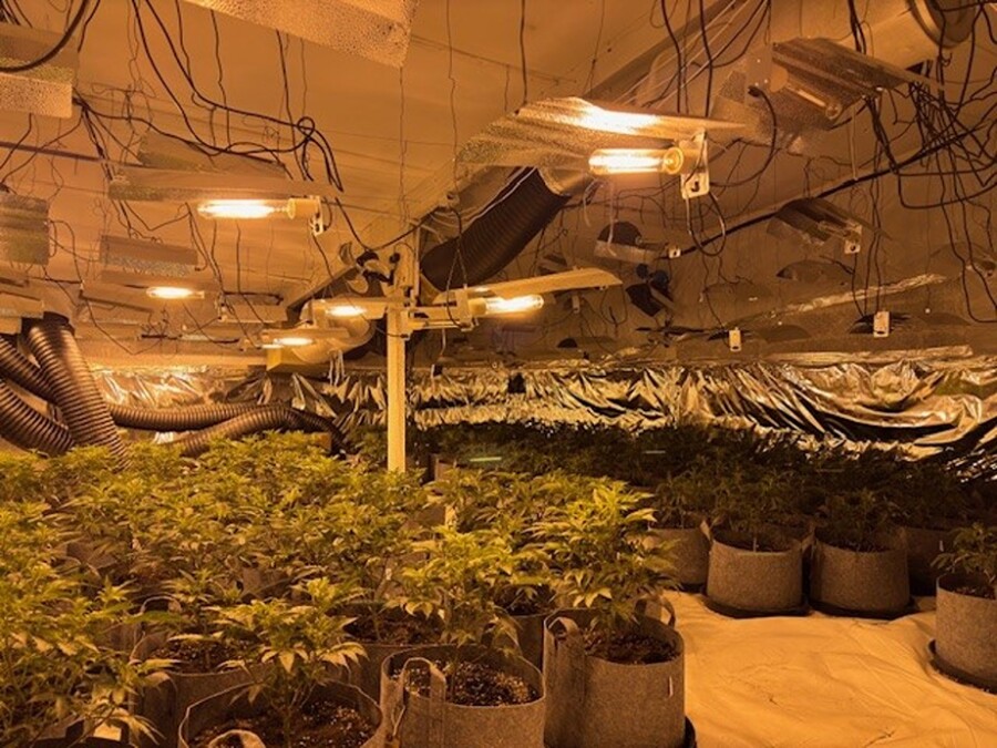 A photograph of the suspected cannabis plants seized in the Rathfriland area.