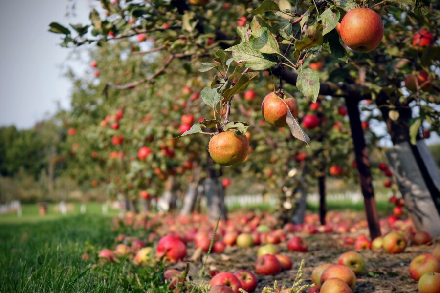 Photograph: Silka Skylar/ UnSplash