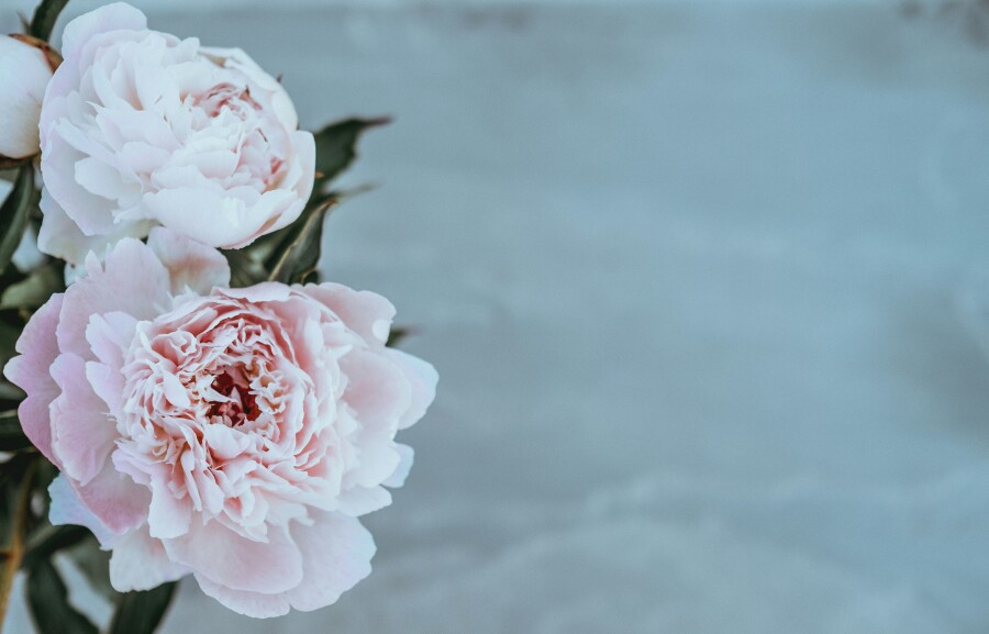 Photograph: Annie Spratt/ Unsplash