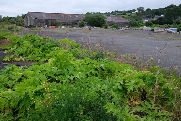 Hogweed on the park site. Photograph: Columba O'Hare/ Newry.ie 