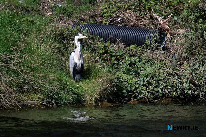 A Heron beside one of the pipes. Photograph: Columba O'Hare/ Newry.ie 