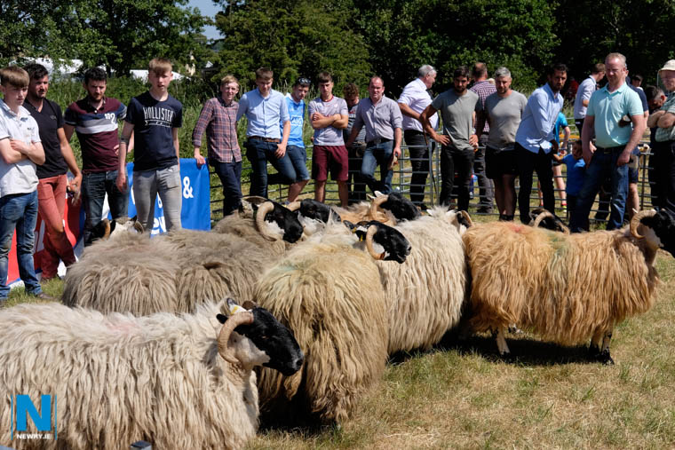 Newry Show