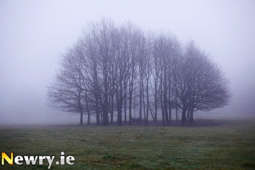 A misty morning at unaffected trees closer to Derrymore House. Photograph: Columba O'Hare