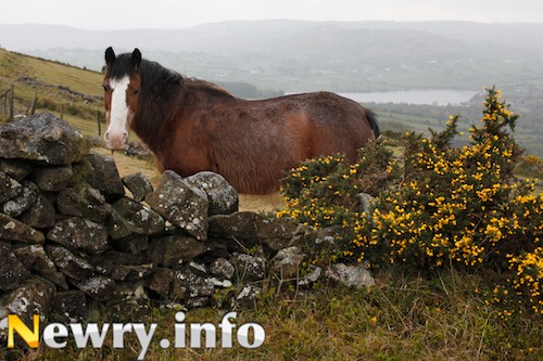 Wet N Wild is the theme of this years Ring of Gullion Photography Competition which sums up this day on Camlough Mountain. Picture: Columba O'Hare