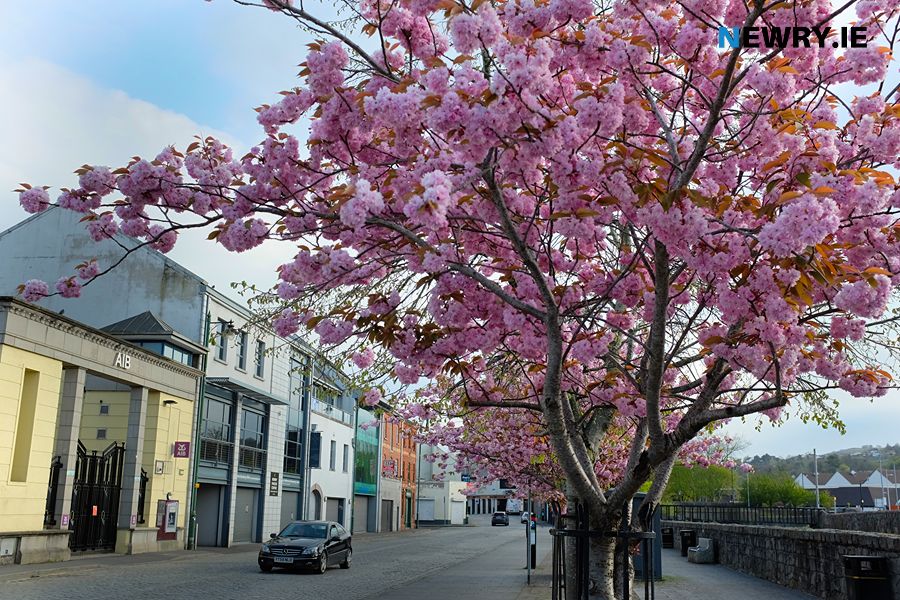 Newry Conference and Banqueting Centre on The Mall is the Festival Hub. Photograph: Columba O'Hare/ Newry.ie 