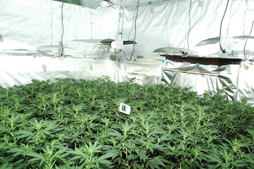 The property where the Cannabis was being grown